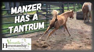 MANZER HAS A TANTRUM // Versatile Horsemanship