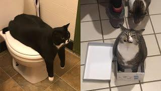 Try Not To Laugh  New Funny Cats And Dog Video  - Just Cats Part 36