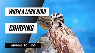 When a Lark Bird Chirping - lark bird singing best song ever