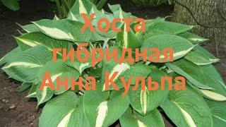 Хоста гибридная Анна Кульпа (hosta anna kulpa)  обзор: как сажать, саженцы хосты Анна Кульпа