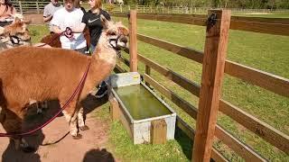 Alpaca Walk