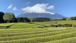 Obuchi-Sasaba Shizuoka green tea field and Mt.Fuji 小淵笹場