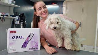 LIVE Puppy Grooming - Bichon Frise