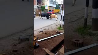 pagla goru angry bull।। #shorts #fyp #viral #youtubeshorts #shortvideo #shortsvideo #cow