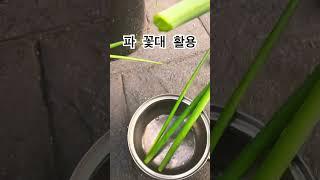 파 꽃대 자르고 버리지말고 살짝 끓여 다른 국거리 국물로 활용, 텃밭과 화분에서 무농약 재배 파는 보약, 절약왕