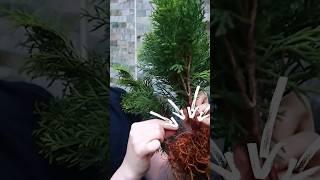 Making Bonsai from a Thuja!