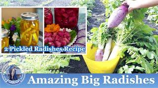 Amazing Big Radishes Harvest l 2 Delicious QUICK Pickled Radishes Recipes