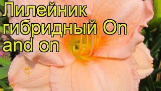 Лилейник гибридный Он энд Он. Краткий обзор, описание характеристик hemerocallis On and on