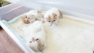 Exotic Shorthair Kittens Waving Hello at 3 Weeks Old