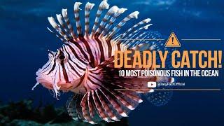 "DEADLY CATCH! 10 Most Poisonous Fish in the Ocean"||Poisonous Fish|| DailyFactOfficial||Ocean Facts