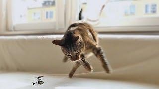 Cats vs RC Helicopters - Compilation