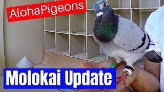 Pigeon Racing, Lessons Learned