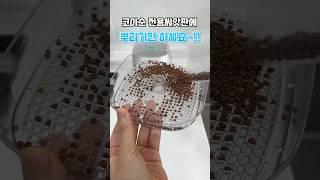 새싹씨앗 불리지 말고 뿌리세요~#shorts #seeds #코아순#씨앗#쉽게#키우기