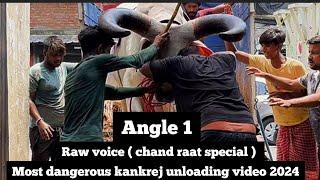 Most Dangerous kankrej unloading of Ghazal bhai 2024 #cowunloading #kankarej #viral  @PETSDEEWANGI