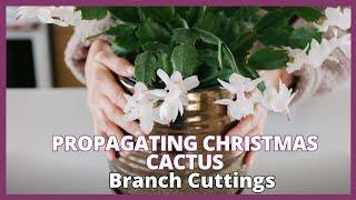 Propagating CHRISTMAS CACTUS Branch Cuttings