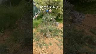 소나무 분재10132 #한국유일_기무라마사히코_제자 #백석문화대학교_화훼플로리스트과 #파주이광수 #파주 #분재 #특수목 #worldtourbonsai️