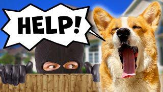 Corgi Confronts a Burglar!