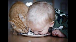  Cat food tastes better!  Funny video with cats and kittens for a good mood! 