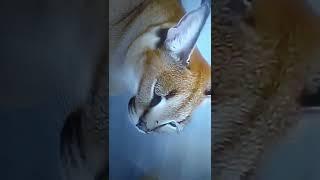 Floppa meow