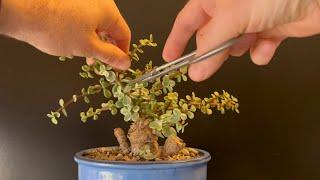 Working On My “Little Lilac” Bonsai Tree (Variegated Dwarf Jade)