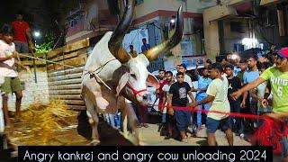 Most Dangerous kankrej unloading near ladies park 2024 #angrykankrej #cowunloading @PETSDEEWANGI