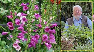 DIGITALES : MIEUX CONNAÎTRE CES BELLES FLEURS ET COMMENT LES CULTIVER. Le quotidien du jardin N°199