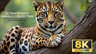 Ultimate Wild Animals Collection in 8K Ultra HD With Sound |Amazing Wildlife Wonders|#8kultrahdvideo