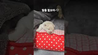 아가들의 탈출기#강아지일상 #pomeranian #포메라이안 #반려견 #반려동물 #아기 ##댕댕이