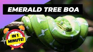 Emerald Tree Boa - In 1 Minute!  One Of The Most Beautiful Snakes In The World