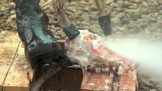 How To Clean A Deer Skull - European Mount
