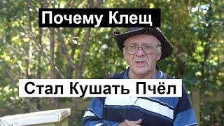 Пасека #130 Переход на натуральную Вощину, Избавление От Клеща пчеловодство для начинающих