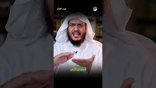 فسيحوا في الأرض | غريب القرآن