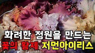 화려함의 극치 노지월동 야생화 꽃의 황제 저먼아이리스 판매 농장