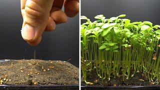 Growing Garden Cress Time Lapse