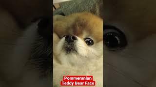 Pomeranian Teddy Bear Face