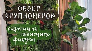 Обзор крупномеров | Стрелиция, полисциас, фикусы