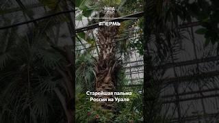Самая старая пальма России растет на Урале.#Урал #КодГорода #Россия