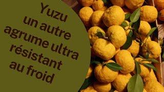 YUZU AGRUME ULTRA RESISTANT AU FROID