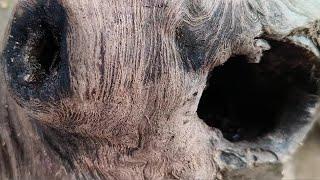 Scary, Ancient Teak Wood Relics With Hole So Venomous Snake Nests