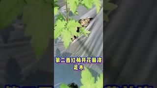 种西红柿，只要做好这4点，果子多的吃不完