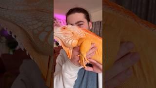  #lizard #reptile #dragon #orange #iguana #pet #petiguana #petlizard #cute