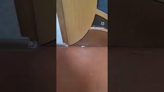 грабёж #забавныеживотные #смешныеживотные #киса #котики #котикивидео