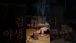 감성 찾다 야생 들개 만남 #캠핑 #혼캠 #불멍 #자연감성  #들개 #핫영상 #이건봐야돼 #짧고강한 #개웃김 #꿀잼 #웃긴영상