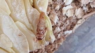 Мучной хрущак. Куколка. Появление жучка.