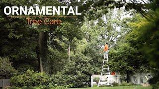 Ornamental Tree Care, K&J Tree Service