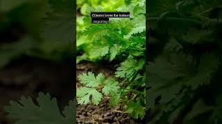 5 Best Herbs To Grow Indoors