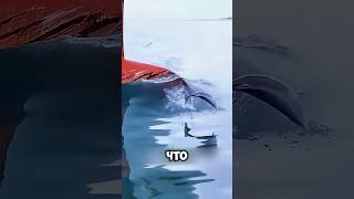 Почему Дельфины Плывут Перед Носом Корабля?! #животные