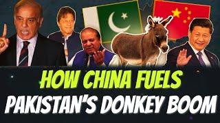 How Ejiao, a Chinese Medicine, Drives Pakistan’s Donkey Growth