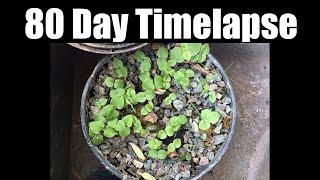 80 Day Timelapse of Psychotria Viridis Seedlings