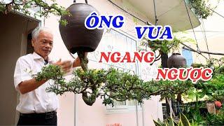 Gặp vua bonsai trường phái ngang ngược - ĐỘC LẠ BÌNH DƯƠNG